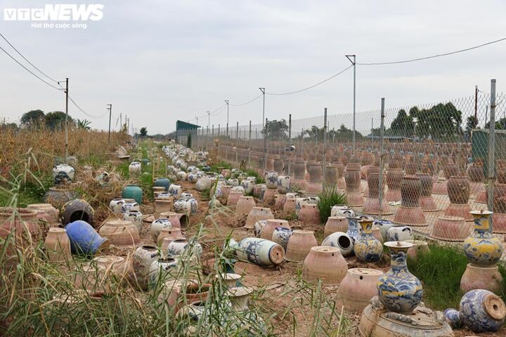 Bị bão lũ lịch sử tàn phá, đào, quất cảnh Hà Nội có kịp đón Tết Nguyên đán? - Ảnh 1