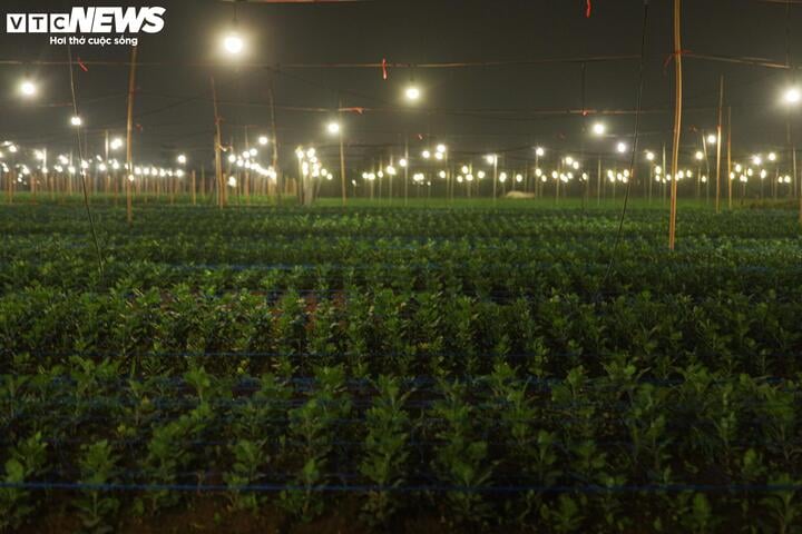 Chong đèn xuyên đêm, bắt hoa nở trúng Tết: 'Thủ phủ' hoa Hà Nội huyền ảo hút mắt - Ảnh 8