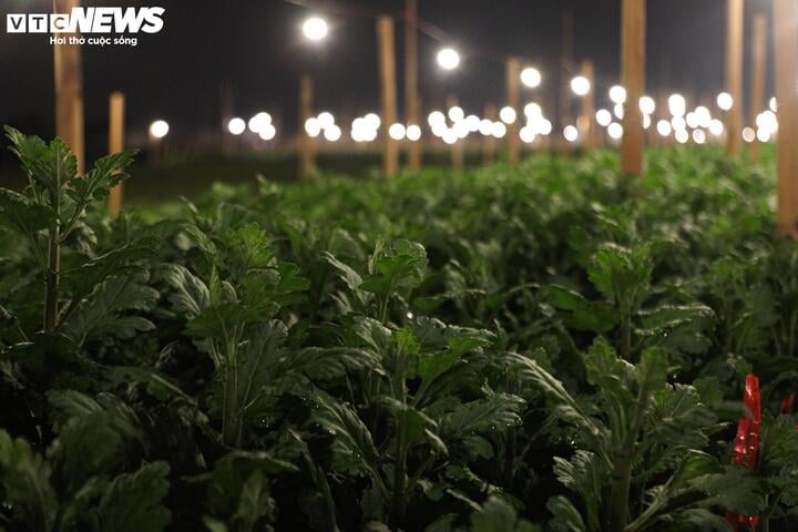 Chong đèn xuyên đêm, bắt hoa nở trúng Tết: 'Thủ phủ' hoa Hà Nội huyền ảo hút mắt - Ảnh 6