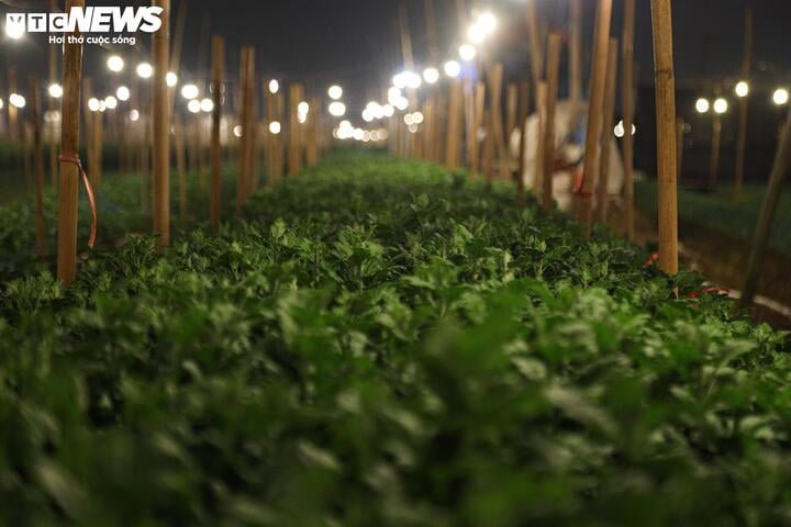 Chong đèn xuyên đêm, bắt hoa nở trúng Tết: 'Thủ phủ' hoa Hà Nội huyền ảo hút mắt - Ảnh 14