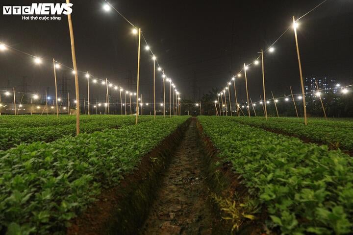 Chong đèn xuyên đêm, bắt hoa nở trúng Tết: 'Thủ phủ' hoa Hà Nội huyền ảo hút mắt - Ảnh 4