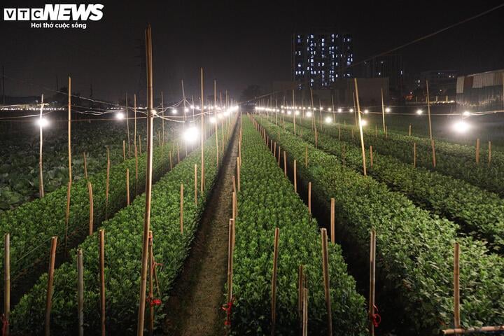 Chong đèn xuyên đêm, bắt hoa nở trúng Tết: 'Thủ phủ' hoa Hà Nội huyền ảo hút mắt - Ảnh 3