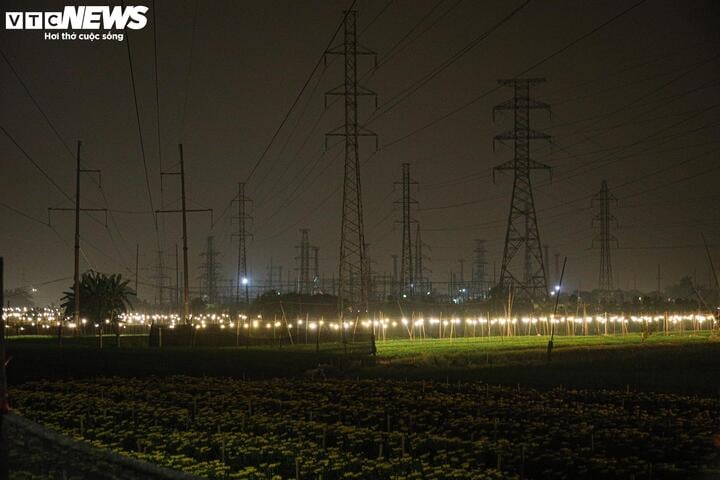 Chong đèn xuyên đêm, bắt hoa nở trúng Tết: 'Thủ phủ' hoa Hà Nội huyền ảo hút mắt - Ảnh 15