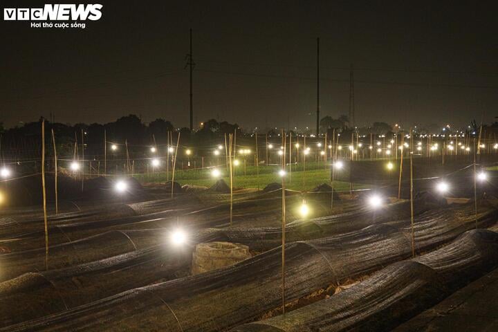Chong đèn xuyên đêm, bắt hoa nở trúng Tết: 'Thủ phủ' hoa Hà Nội huyền ảo hút mắt - Ảnh 10