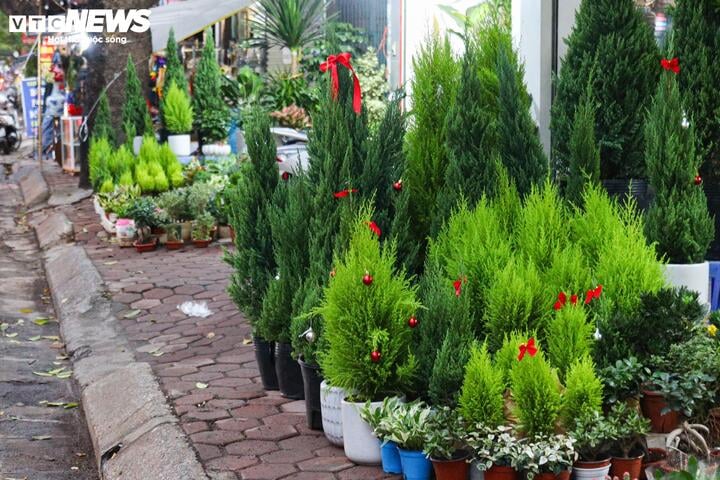 Khách tiết kiệm chi tiêu, tùng, thông tươi mini 'lên ngôi' mùa Noel - Ảnh 18
