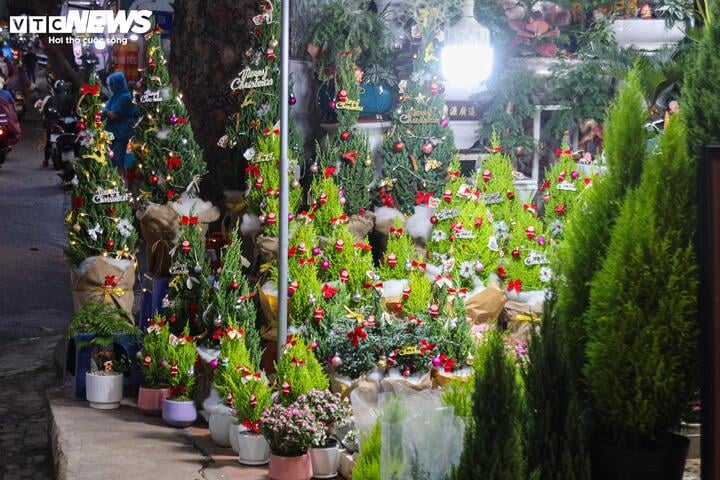 Khách tiết kiệm chi tiêu, tùng, thông tươi mini 'lên ngôi' mùa Noel - Ảnh 19