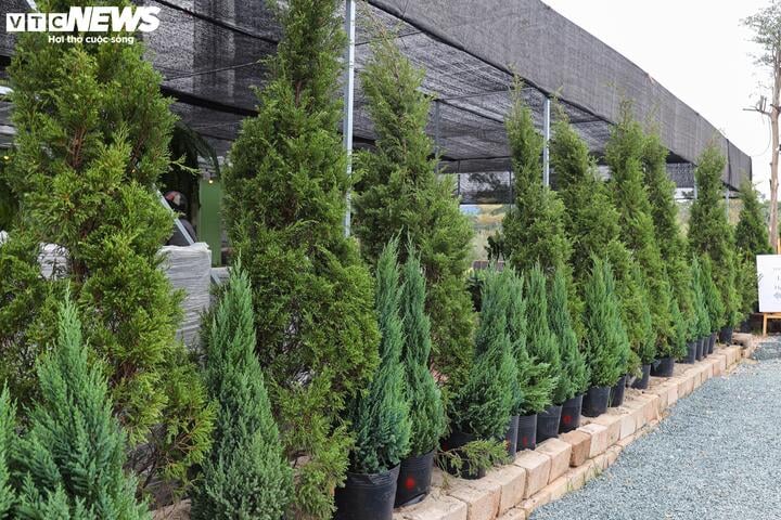 Khách tiết kiệm chi tiêu, tùng, thông tươi mini 'lên ngôi' mùa Noel - Ảnh 1