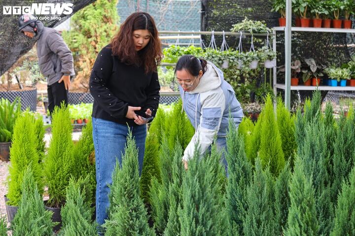 Khách tiết kiệm chi tiêu, tùng, thông tươi mini 'lên ngôi' mùa Noel - Ảnh 11