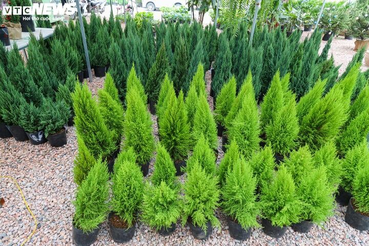 Khách tiết kiệm chi tiêu, tùng, thông tươi mini 'lên ngôi' mùa Noel - Ảnh 6