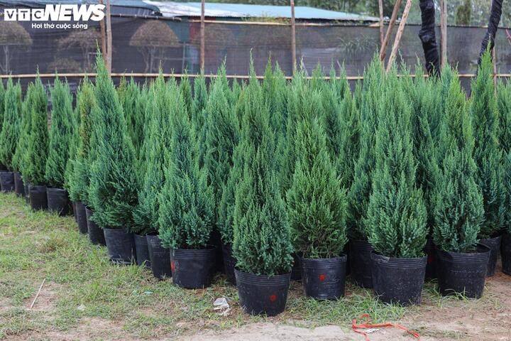 Khách tiết kiệm chi tiêu, tùng, thông tươi mini 'lên ngôi' mùa Noel - Ảnh 4