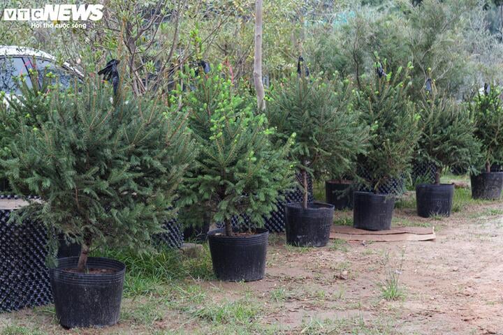 Khách tiết kiệm chi tiêu, tùng, thông tươi mini 'lên ngôi' mùa Noel - Ảnh 2