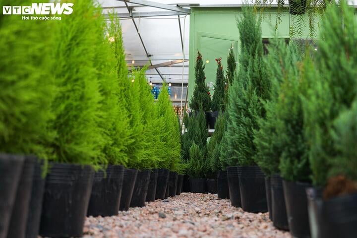 Khách tiết kiệm chi tiêu, tùng, thông tươi mini 'lên ngôi' mùa Noel - Ảnh 3