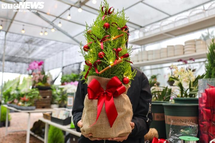 Khách tiết kiệm chi tiêu, tùng, thông tươi mini 'lên ngôi' mùa Noel - Ảnh 9