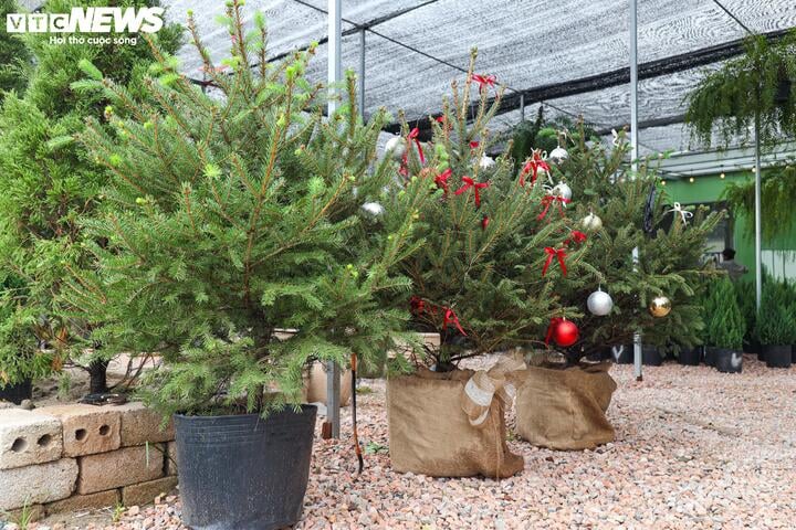 Khách tiết kiệm chi tiêu, tùng, thông tươi mini 'lên ngôi' mùa Noel - Ảnh 5