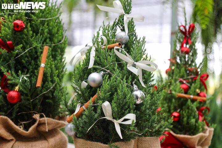 Khách tiết kiệm chi tiêu, tùng, thông tươi mini 'lên ngôi' mùa Noel - Ảnh 10