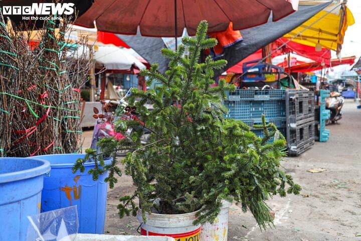 Khách tiết kiệm chi tiêu, tùng, thông tươi mini 'lên ngôi' mùa Noel - Ảnh 17