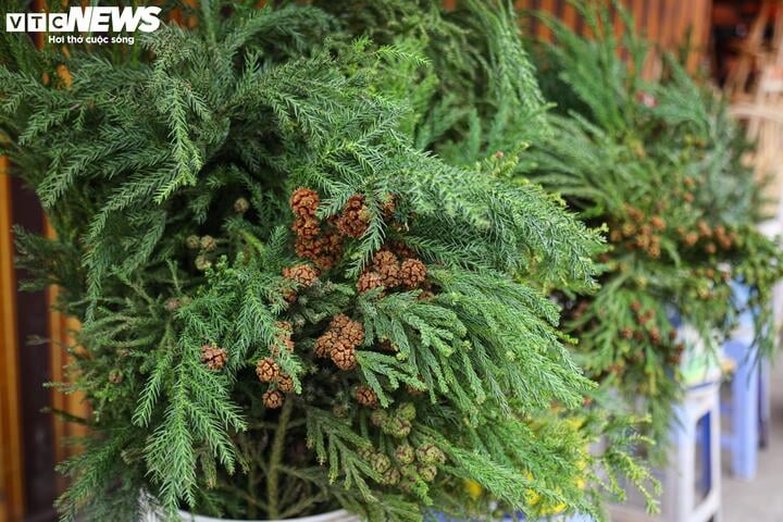 Khách tiết kiệm chi tiêu, tùng, thông tươi mini 'lên ngôi' mùa Noel - Ảnh 16