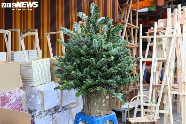 Khách tiết kiệm chi tiêu, tùng, thông tươi mini 'lên ngôi' mùa Noel - Ảnh 15