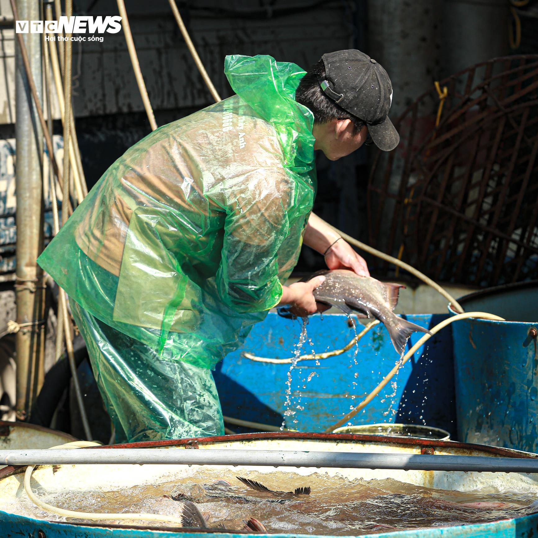 Tiểu thương chợ cá tay trần ngâm nước lạnh, khiêng đá trong ngày rét buốt - Ảnh 12