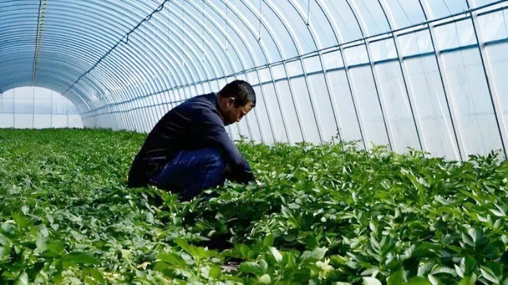 Trồng thứ ai cũng trồng được theo cách “lập dị”, 1 năm thu gần 170 tỉ - Ảnh 1