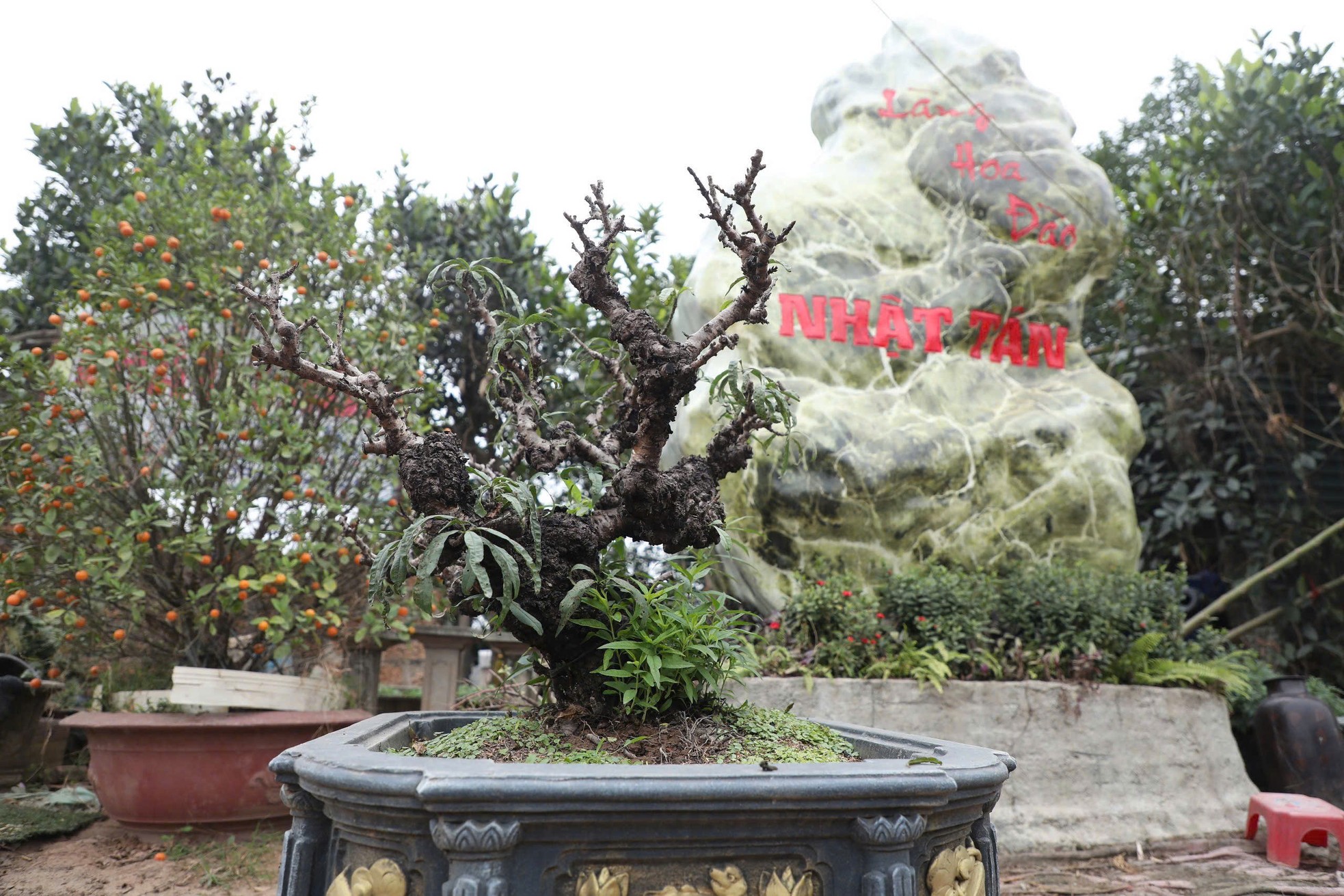 Chiêm ngưỡng 'vua của các loài đào' nằm phòng điều hoà chờ hoa nở đúng dịp Tết Nguyên đán - Ảnh 1