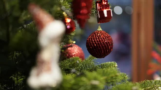 Thông tươi tiền triệu hút khách mùa Noel - Ảnh 12