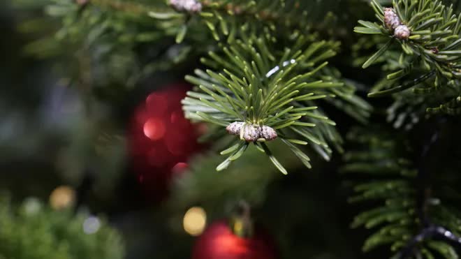 Thông tươi tiền triệu hút khách mùa Noel - Ảnh 7