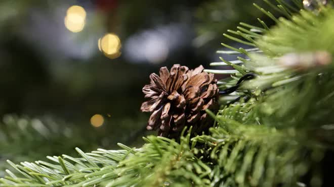 Thông tươi tiền triệu hút khách mùa Noel - Ảnh 6