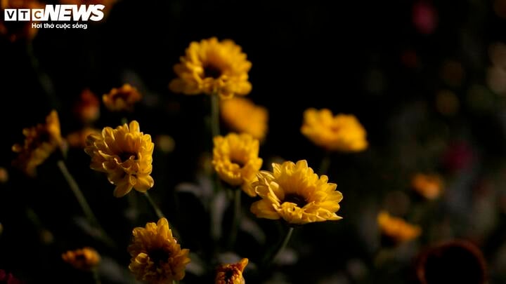 Chong đèn xuyên đêm, bắt hoa nở trúng Tết: 'Thủ phủ' hoa Hà Nội huyền ảo hút mắt - Ảnh 13