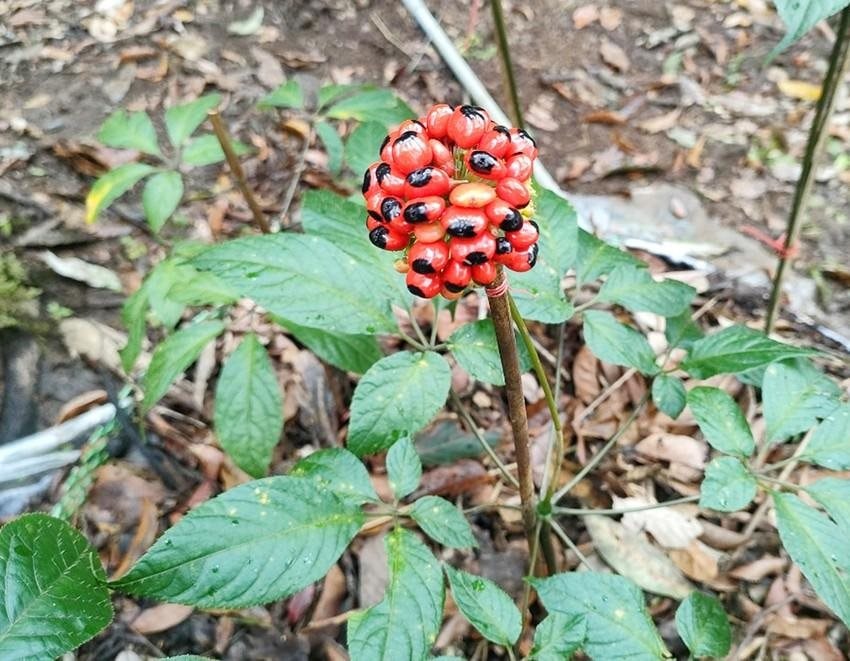 Trồng loại cây được coi như “quốc bảo” của Việt Nam, nông dân có thể thu 32 tỷ đồng/ ha - Ảnh 2