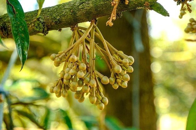 Đặc sản Việt Nam được Trung Quốc chi gần 3 tỷ USD lùng mua: 1 vốn 10 lời, thị phần đe dọa Thái Lan - Ảnh 1