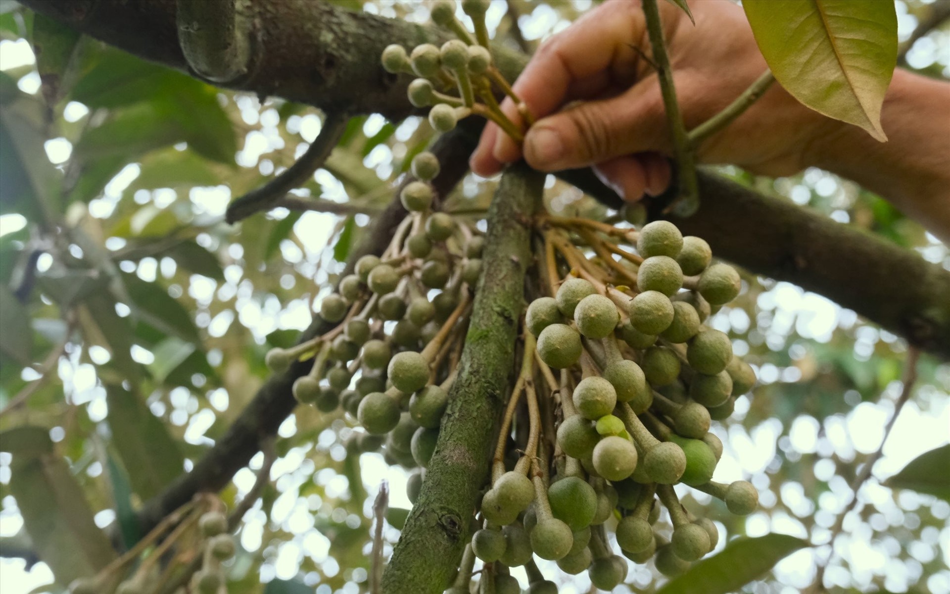 Một sản phẩm của Việt Nam khiến Campuchia mê đắm, mạnh tay chi tiền, nhập khẩu tăng 139 lần - Ảnh 1