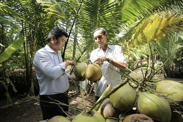 Loạt thách thức của cây dừa trước ngưỡng cửa "cây tỷ USD" - Ảnh 2
