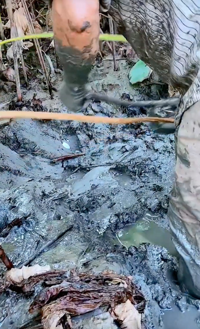 Hot TikToker bị tố "tạo content", mua củ sen về rồi dàn dựng cảnh đi đào, cư dân mạng người bênh kẻ phản đối - Ảnh 4