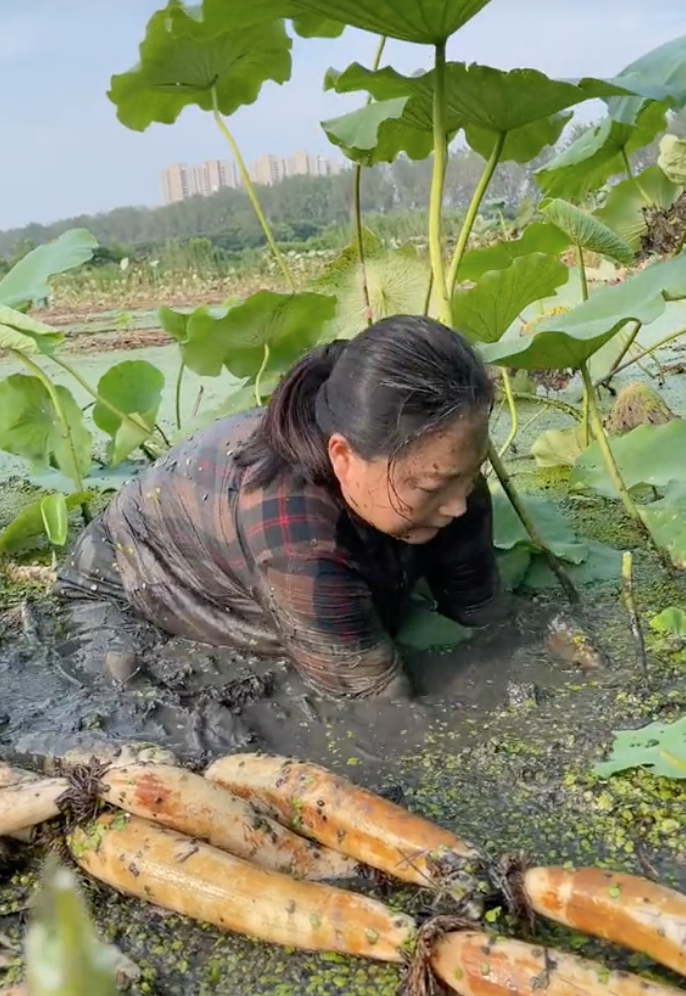 Hot TikToker bị tố "tạo content", mua củ sen về rồi dàn dựng cảnh đi đào, cư dân mạng người bênh kẻ phản đối - Ảnh 7