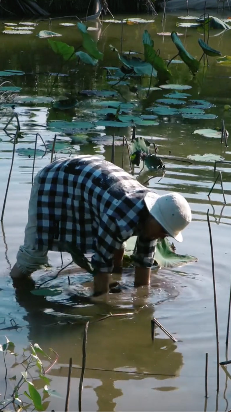 Hot TikToker bị tố "tạo content", mua củ sen về rồi dàn dựng cảnh đi đào, cư dân mạng người bênh kẻ phản đối - Ảnh 1