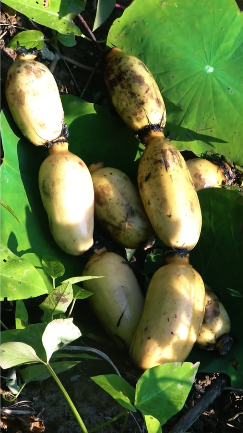 Hot TikToker bị tố "tạo content", mua củ sen về rồi dàn dựng cảnh đi đào, cư dân mạng người bênh kẻ phản đối - Ảnh 3