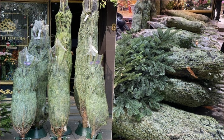 Thông tươi nhập khẩu ồ ạt tràn về Việt Nam, giá lên đến cả trăm triệu đồng - Ảnh 1