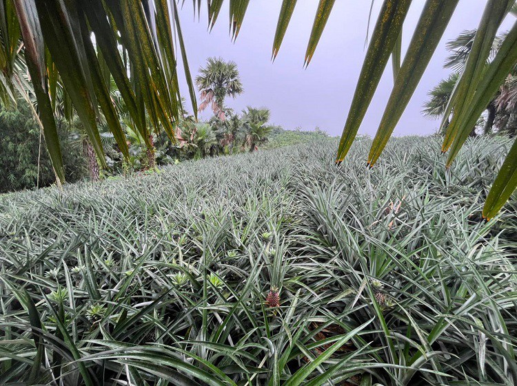 Thử trồng loại cây lạ mà quen, 8x Phú Thọ thu hàng trăm triệu đồng từ nghề tay trái - Ảnh 7