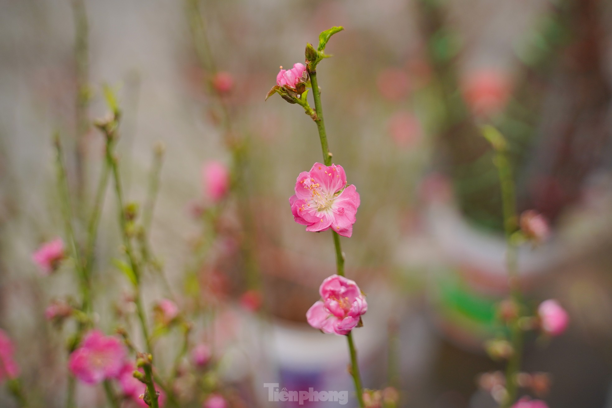 Đào, quất xuống phố mang không khí Tết đến sớm với người dân Thủ đô - Ảnh 5