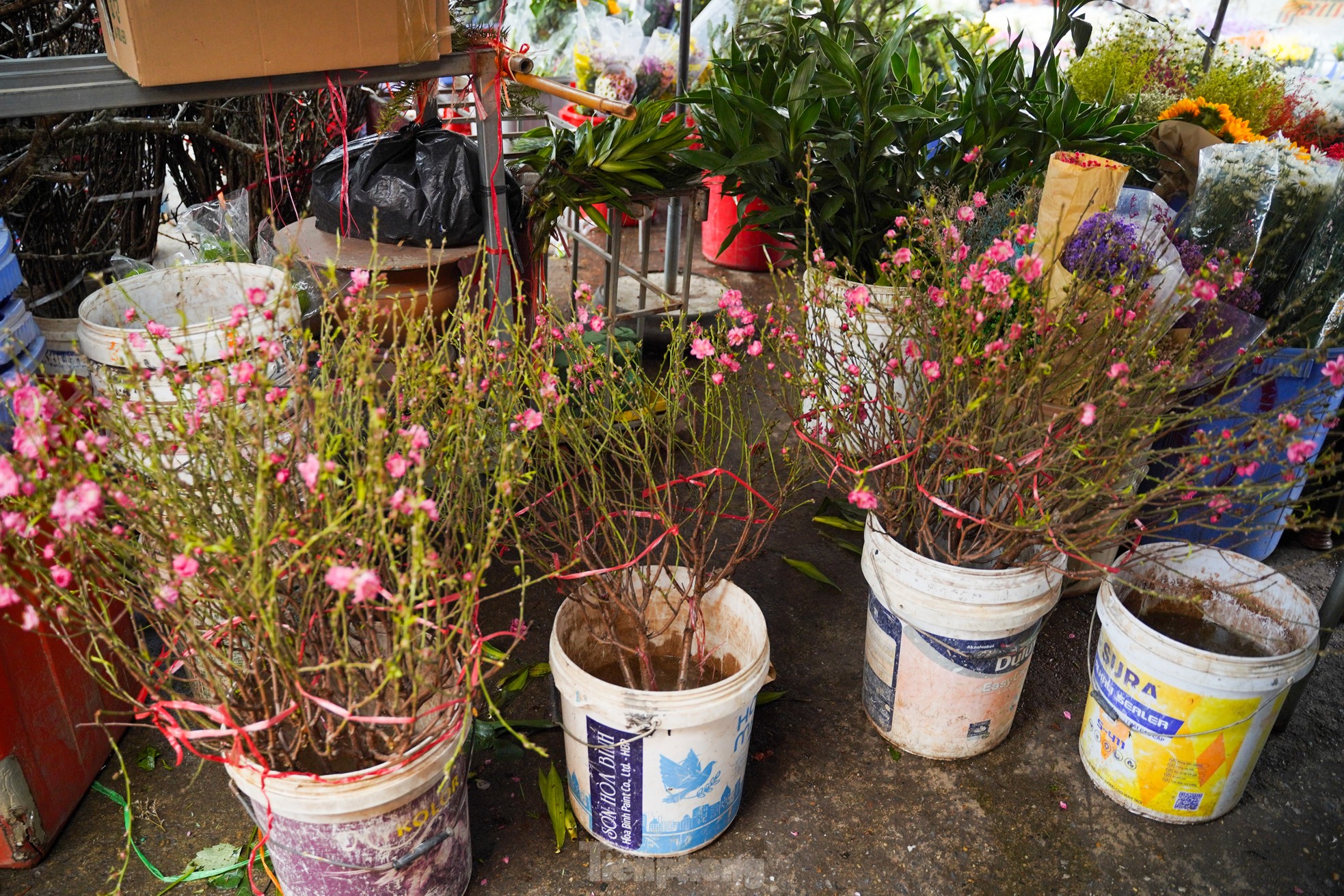 Đào, quất xuống phố mang không khí Tết đến sớm với người dân Thủ đô - Ảnh 4