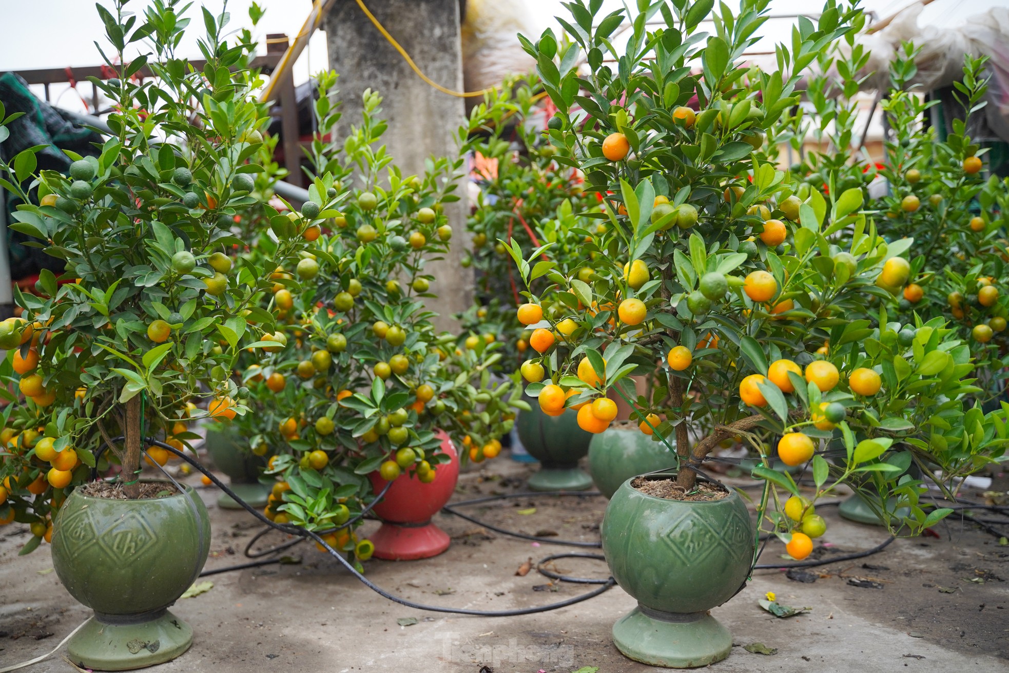 Đào, quất xuống phố mang không khí Tết đến sớm với người dân Thủ đô - Ảnh 14