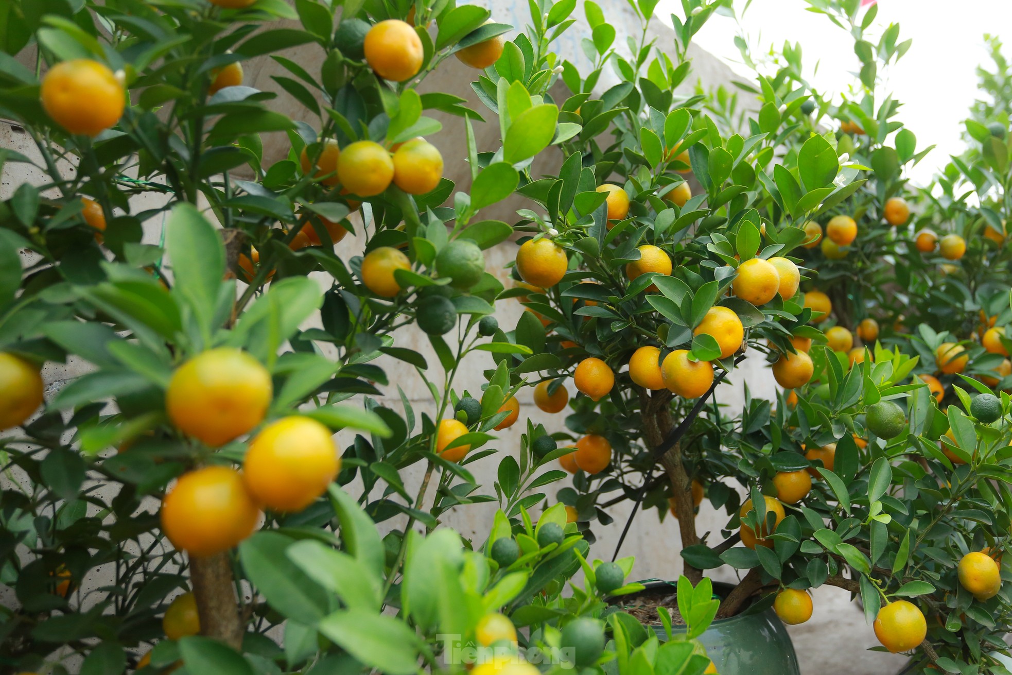 Đào, quất xuống phố mang không khí Tết đến sớm với người dân Thủ đô - Ảnh 13