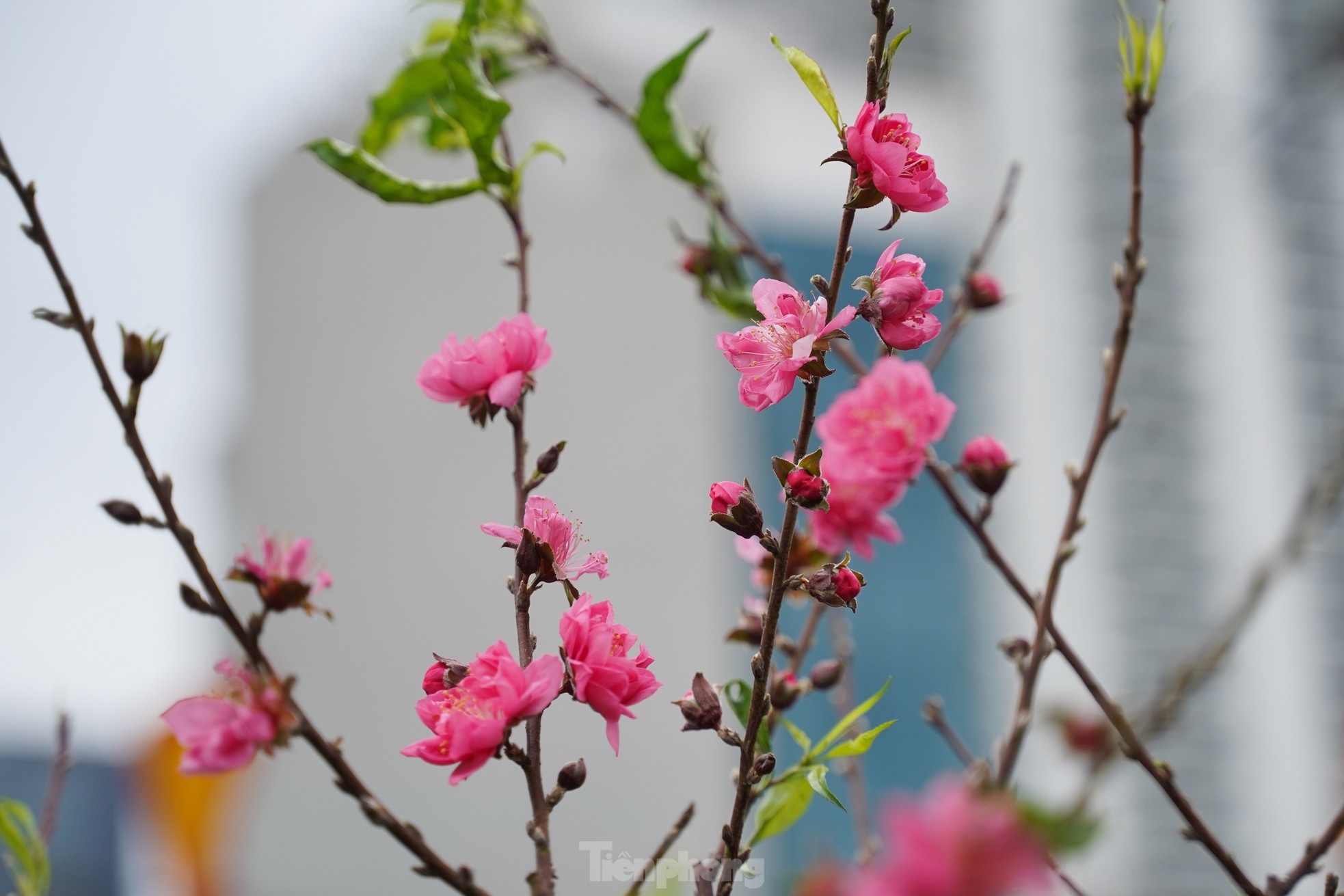 Đào, quất xuống phố mang không khí Tết đến sớm với người dân Thủ đô - Ảnh 10