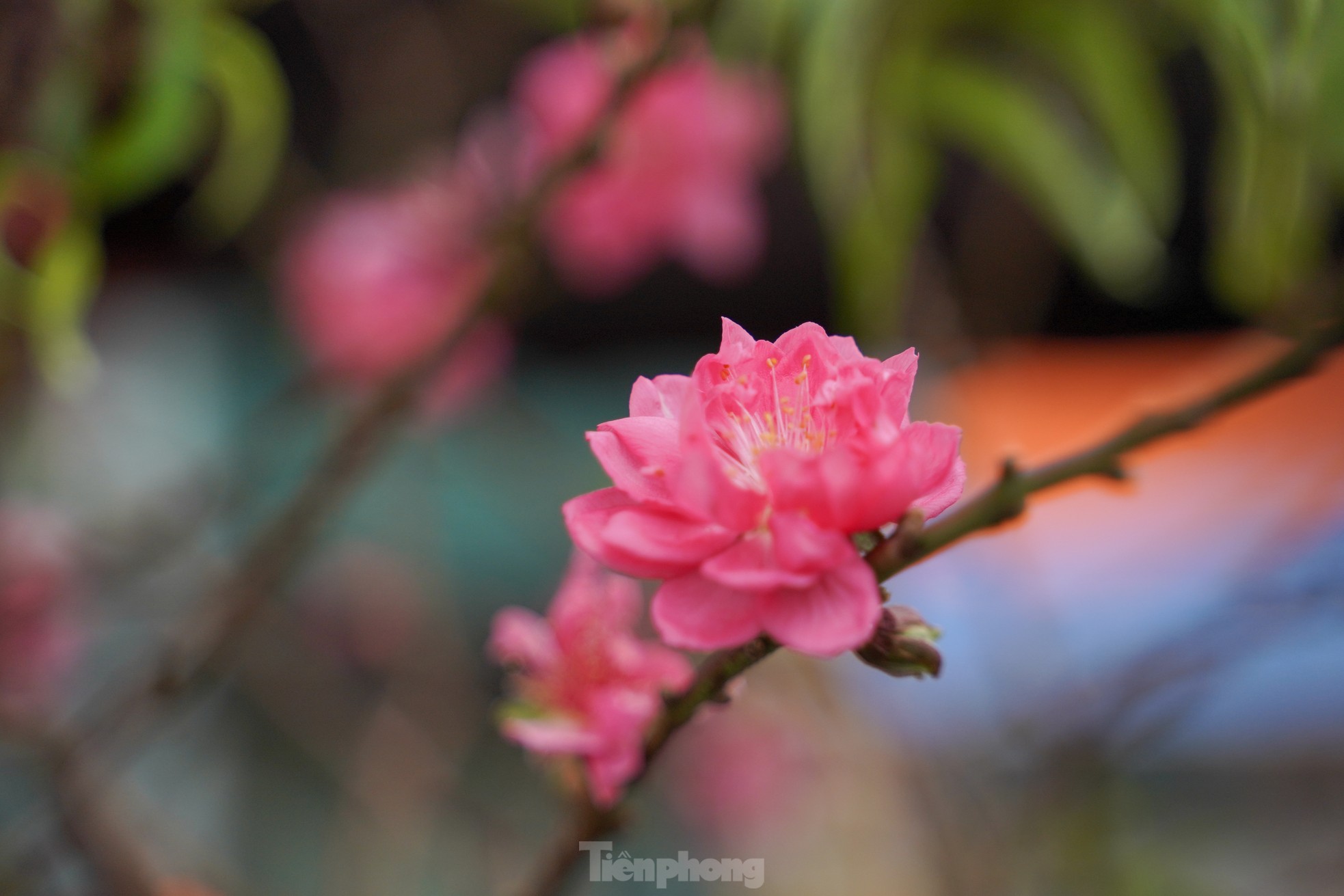 Đào, quất xuống phố mang không khí Tết đến sớm với người dân Thủ đô - Ảnh 12