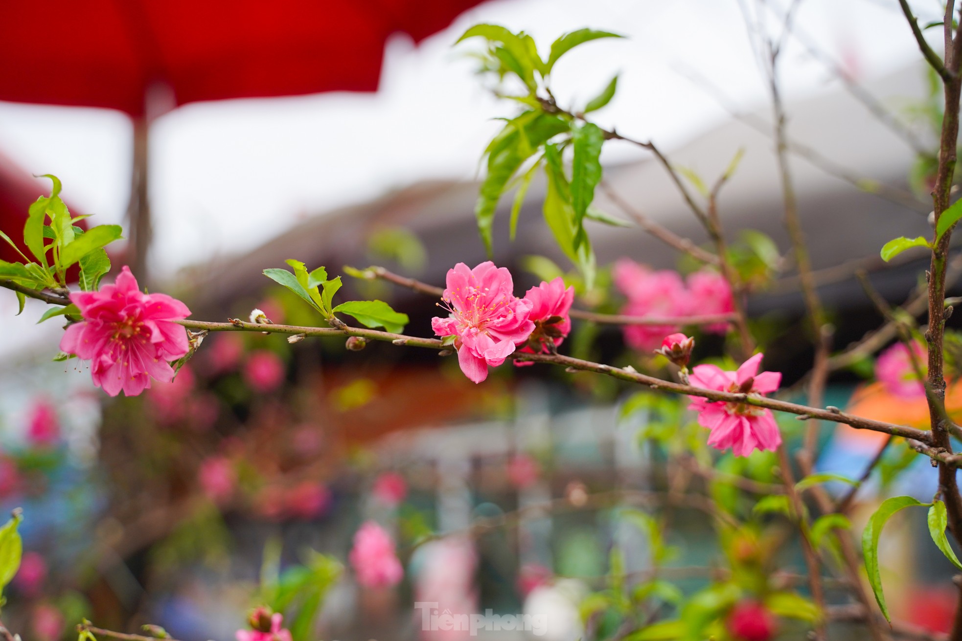 Đào, quất xuống phố mang không khí Tết đến sớm với người dân Thủ đô - Ảnh 11