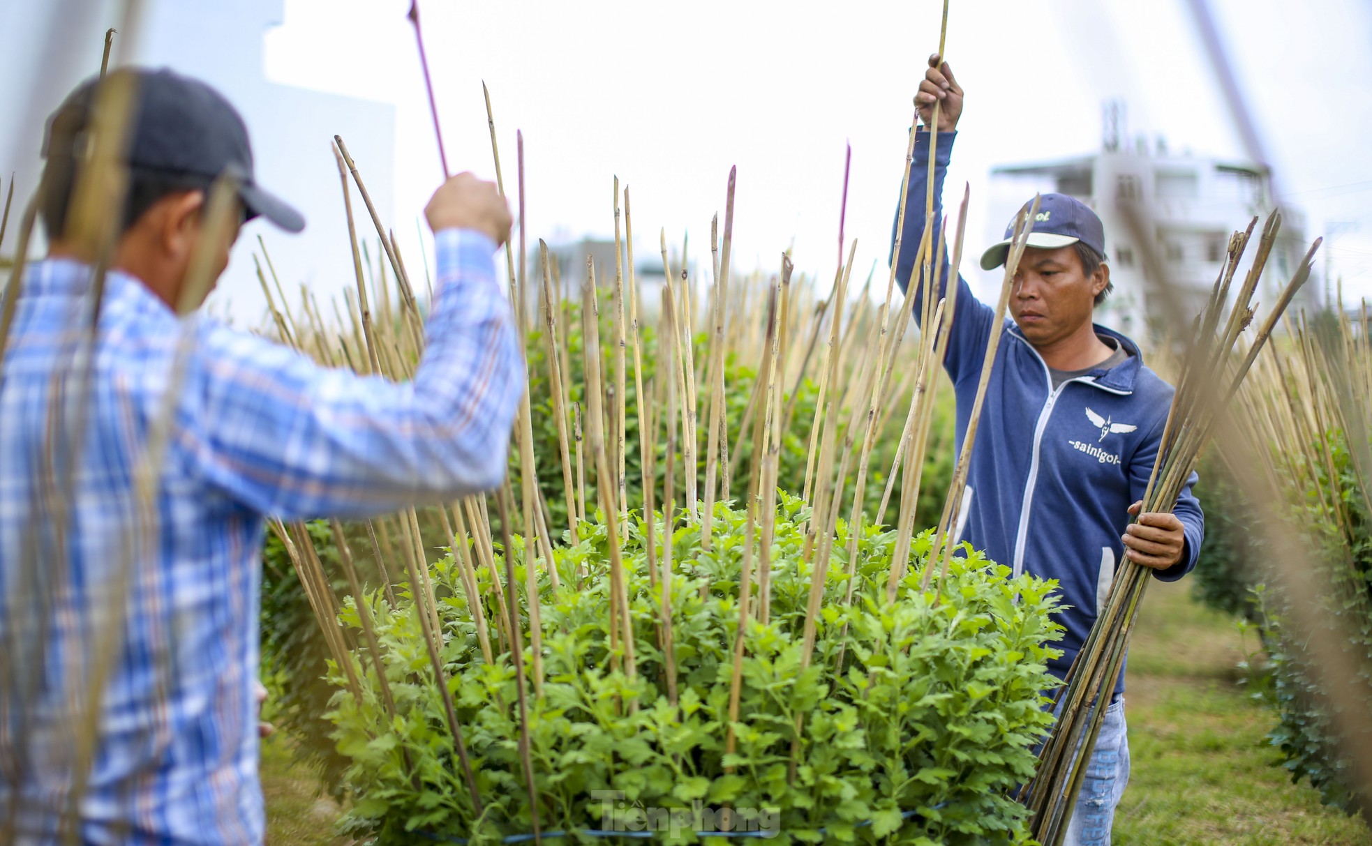 Chong đèn 'không cho hoa ngủ' chờ mong Tết - Ảnh 10