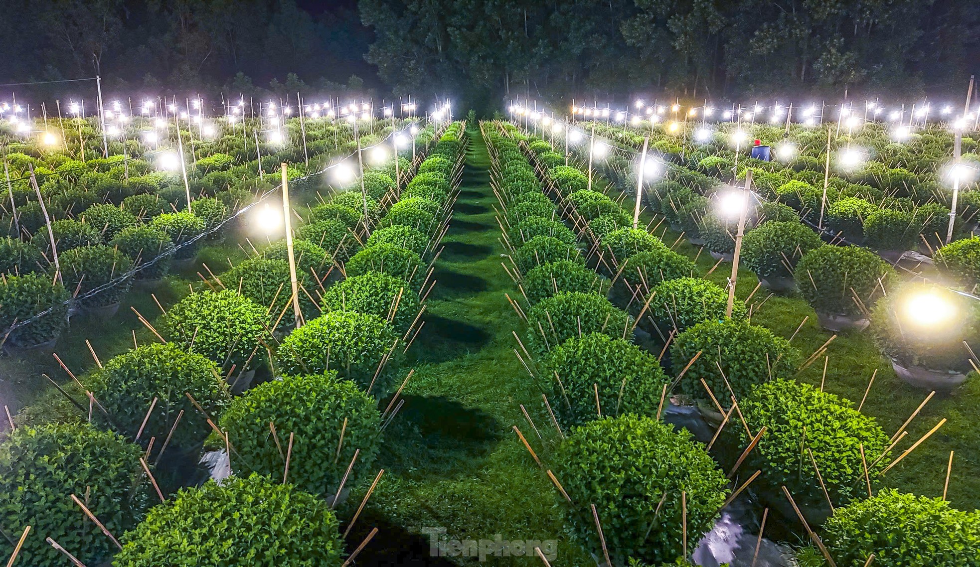 Chong đèn 'không cho hoa ngủ' chờ mong Tết - Ảnh 9