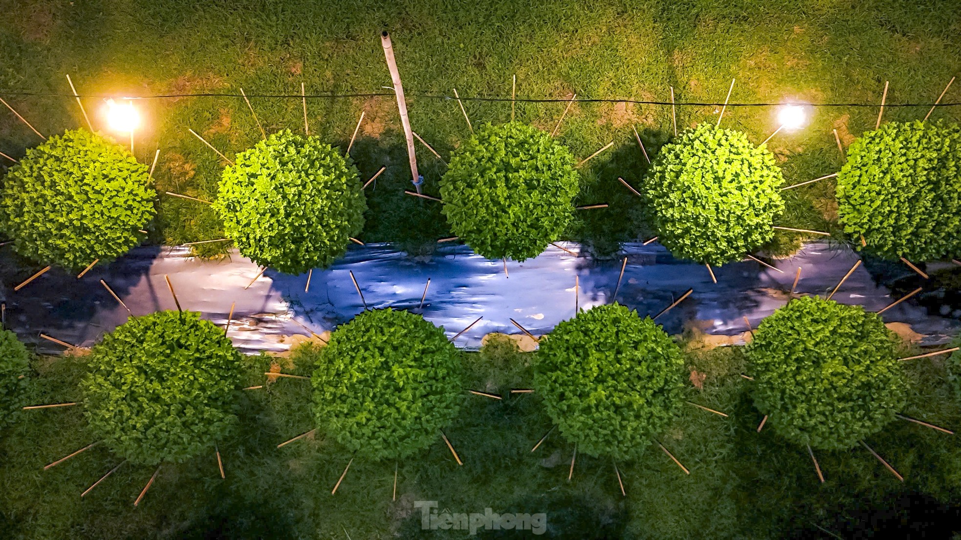 Chong đèn 'không cho hoa ngủ' chờ mong Tết - Ảnh 8