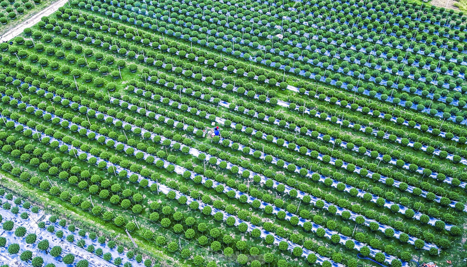 Chong đèn 'không cho hoa ngủ' chờ mong Tết - Ảnh 7